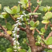 ネジバナ,ネジバナ,ネジバナ,金のなる木,お茶畑の画像