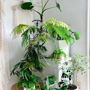 エバーフレッシュ,カラテア・オルビフォリア,スパティフィラム ワリシーバリエガータ,観葉植物,リビングの画像