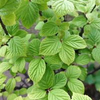 ユスラウメ,植中毒,植物マニアの画像