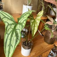 サトイモ科,セルセスティス ミラビリス,観葉植物,ハイドロカルチャー,室内管理の画像