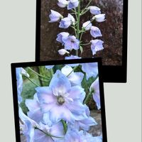 バイカウツギ,紫陽花 アナベル,デルフィニューム,デルフィニューム蕾,花のある暮らし♡の画像