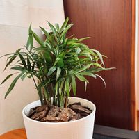 テーブルヤシの画像