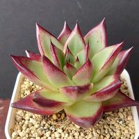 大和錦,ヤマトヒメ,レッドハイライト,多肉植物,多肉初心者の画像