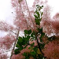 スモークツリー,ドクダミ,ナデシコ,すかしゆり,イボタの木の画像