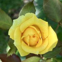 ダイモンジソウ,バラ,ブッドレア,薔薇,コルジリネの画像
