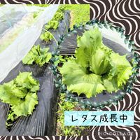 レタス,家庭菜園の画像