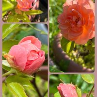 バラ,ヒメツルソバ,ジニア（百日草）,マートル(銀梅花),食用菊(十五夜)の画像