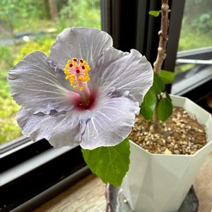 ハイビスカス,ハイビスカス　ケイト,観葉植物,ジャングル化計画,部屋の画像