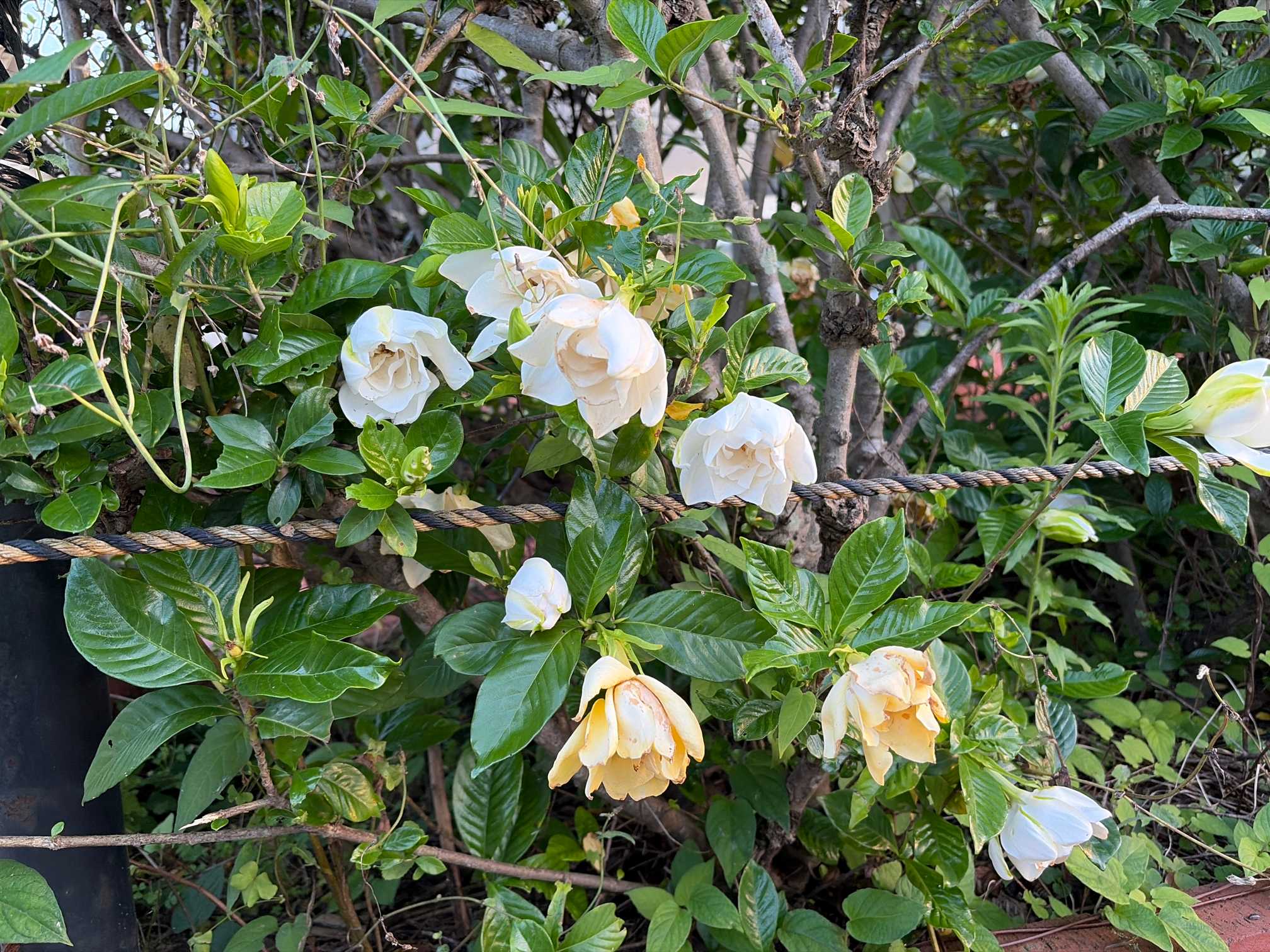 クチナシ(ガーデニア)の育て方｜植え付けや植え替えの時期は