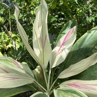 コルジリネ,夢の島熱帯植物館,今日のお花,白と緑,2のつく日は斑入りの日の画像