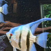 クワズイモの画像