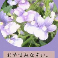 ネメシア,ネメシア,おやすみなさい,いつもありがとう❤️,今を生きるの画像