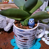 神刀,神刀,多肉植物,お庭の植物,フクロウ祭の画像