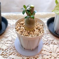 アデニウム,ダイソニウム,観葉植物,塊根植物,ダイソーの画像