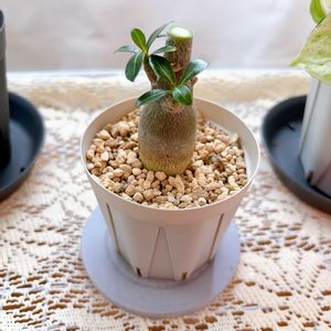 アデニウム,ダイソニウム,観葉植物,塊根植物,ダイソーの画像