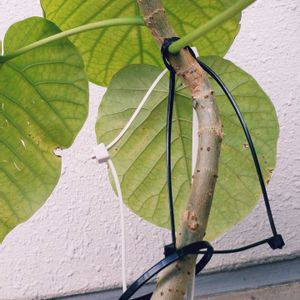 ウンベラータ,観葉植物,100均,ダイソーの画像