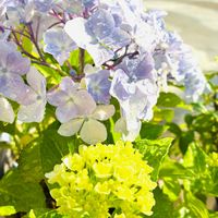 ネジバナ,ロータス ブリムストーン,紫陽花挿し木,紫陽花挿し木,薔薇ノックアウトの画像