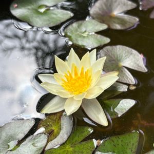 姫睡蓮,ビオトープ,メダカ,ルーフバルコニー,テラスの画像
