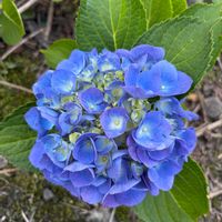 お庭,我が家の花壇,フェンス,畑の画像