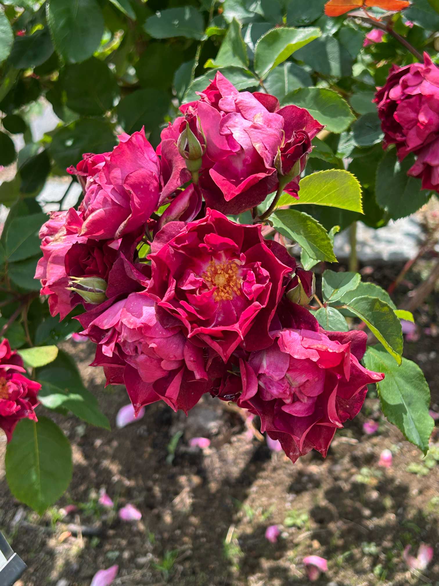 濃赤の房咲きバラ花付き抜群で繰り返しよく咲きます。鮮やかな花色が魅力の丈夫な品種 苗 濃赤の房咲きバラ花付き抜群で繰り返しよく咲きます。鮮やかな花色