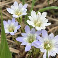 リンドウ,山野草の画像