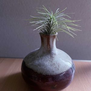 チランジア,エアプランツ,一輪挿し,iPhone撮影,asingleflowervaseの画像