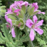 ローズゼラニウム,カレンソウ（蚊連草）,カレンソウ（蚊連草）,ハーブ,季節の花の画像