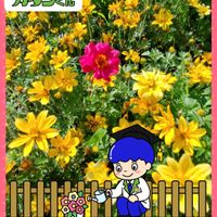 ビデンス,マツバボタン,ステキ☆,癒し…♡,PRの画像
