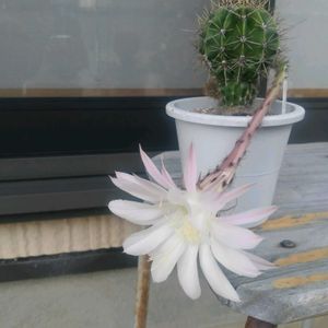 サボテン:旺盛丸,撮影   06/29,チ―ム新潟>,テラスの画像