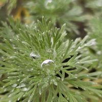 アサギリソウ,雨粒,雨粒シリーズ☆,0の付く日は雨粒の日,mimozaの雨粒シリーズの画像