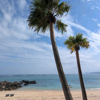 ヤシの木,ヤシの木,奄美大島,海,お出かけ先の画像