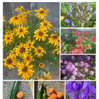 アガパンサス,アンズ,ルドベキア,モナルダ,ハタザオキキョウの画像