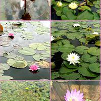 紫陽花,睡蓮,シモツケ ,アサザ,ひまわりの画像