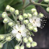レモンマートル,ハーブ,ハーブティー,耐寒性低木,もんハーブ園の画像