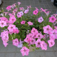 ヘリオトロープ,コンボルブルス ブルーコンパクター,タフチュニア　ピンクの画像