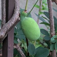 アケビの画像