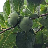 カキ,柿の実,ユズ,畑の画像