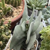 神刀,꒰ღ˘◡˘ற꒱かわゅ~,久しぶり,多肉植物の花目,ベランダの画像