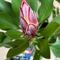 プロテア,リトルプリンス,プロテア リトルプリンス,オージープランツ,花のある暮らしの画像