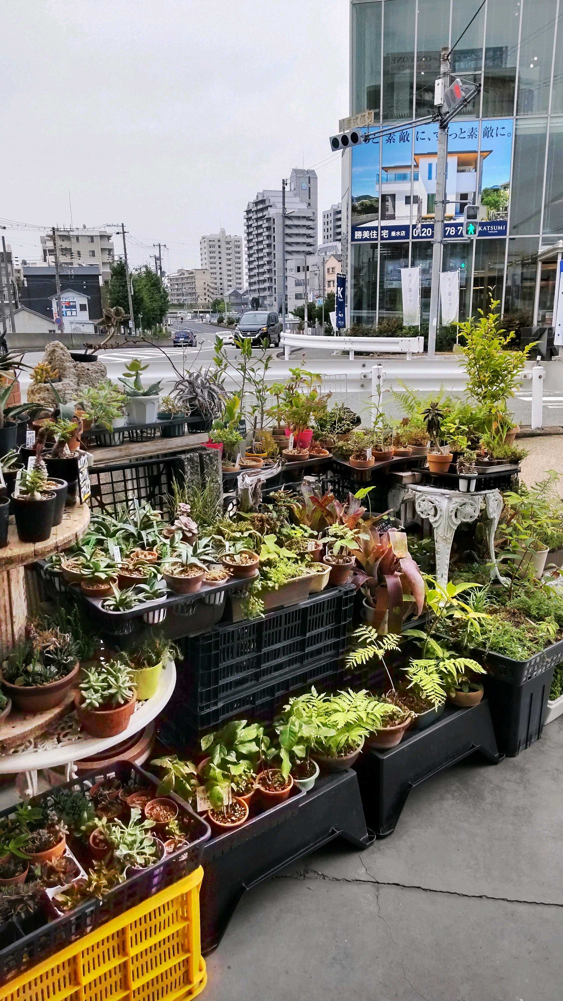 バクスポの貯水葉からの新芽 ビカクシダの森