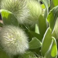 ラグラス,花壇,ガーデニング,山野草,イネ科の画像