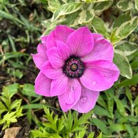 アネモネ,地植え,北海道,札幌,宿根草コーナーの画像