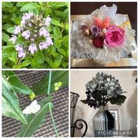 タイム,ブライダルベール,今年の多年草,我が家の飾り色々,我が家の長老達の画像