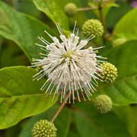 エリカ,タニワタリ,感謝,花のある暮らし,いつまでもの画像