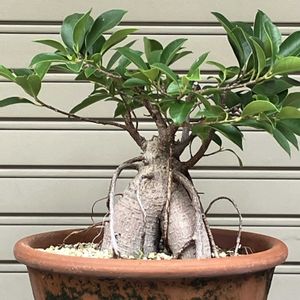 ガジュマル,多肉植物,塊根植物,コーデックス,花のある暮らしの画像
