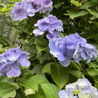 ジュウニヒトエ,アジサイ　紫陽花,紫陽花 アジサイ あじさい,庭の画像