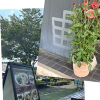 ケヤキ,ダリア,道の駅,お出かけ先にて,群馬県の画像