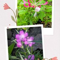 アグロステンマ,ムギナデシコ,ハニーサックル,ロニセラ ハニーサックル,ピンクのお花の画像