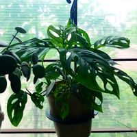 マドカズラ,観葉植物,葉っぱ,葉っぱ好き,観葉植物のある暮らしの画像