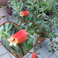 ハムシー（花の司）,エケベリア　ハムシー,オリベランサス,真っ赤な火曜日,Juneの会の画像